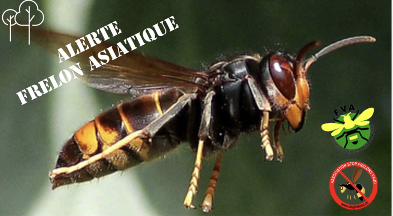 Alerte frelon asiatique