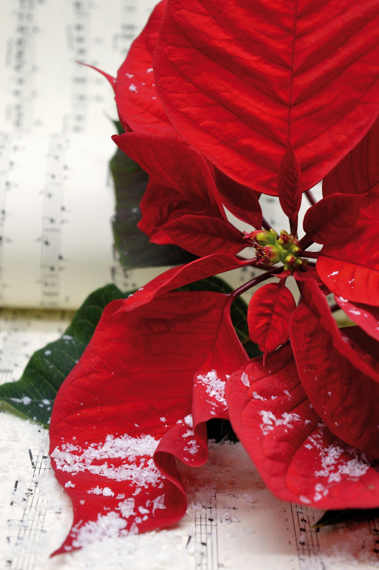 Concert de fin d'année à la Salle Mont-Blanc