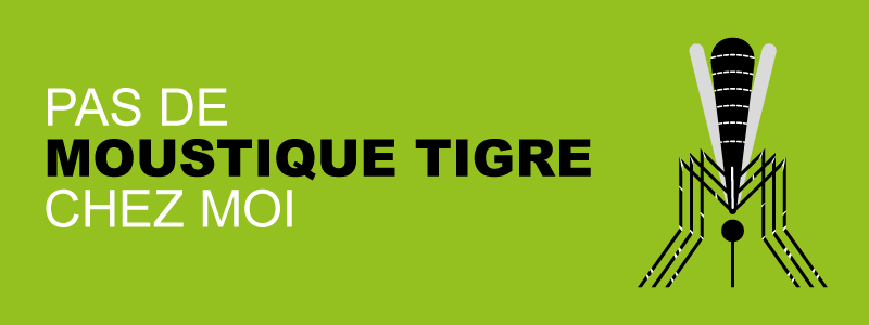 moustique-tigre-une-espece-invasive