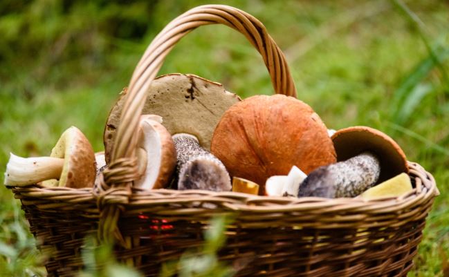faites-controler-vos-champignons