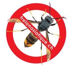 arrete-sur-la-destruction-des-nids-de-frelons-asiatiques