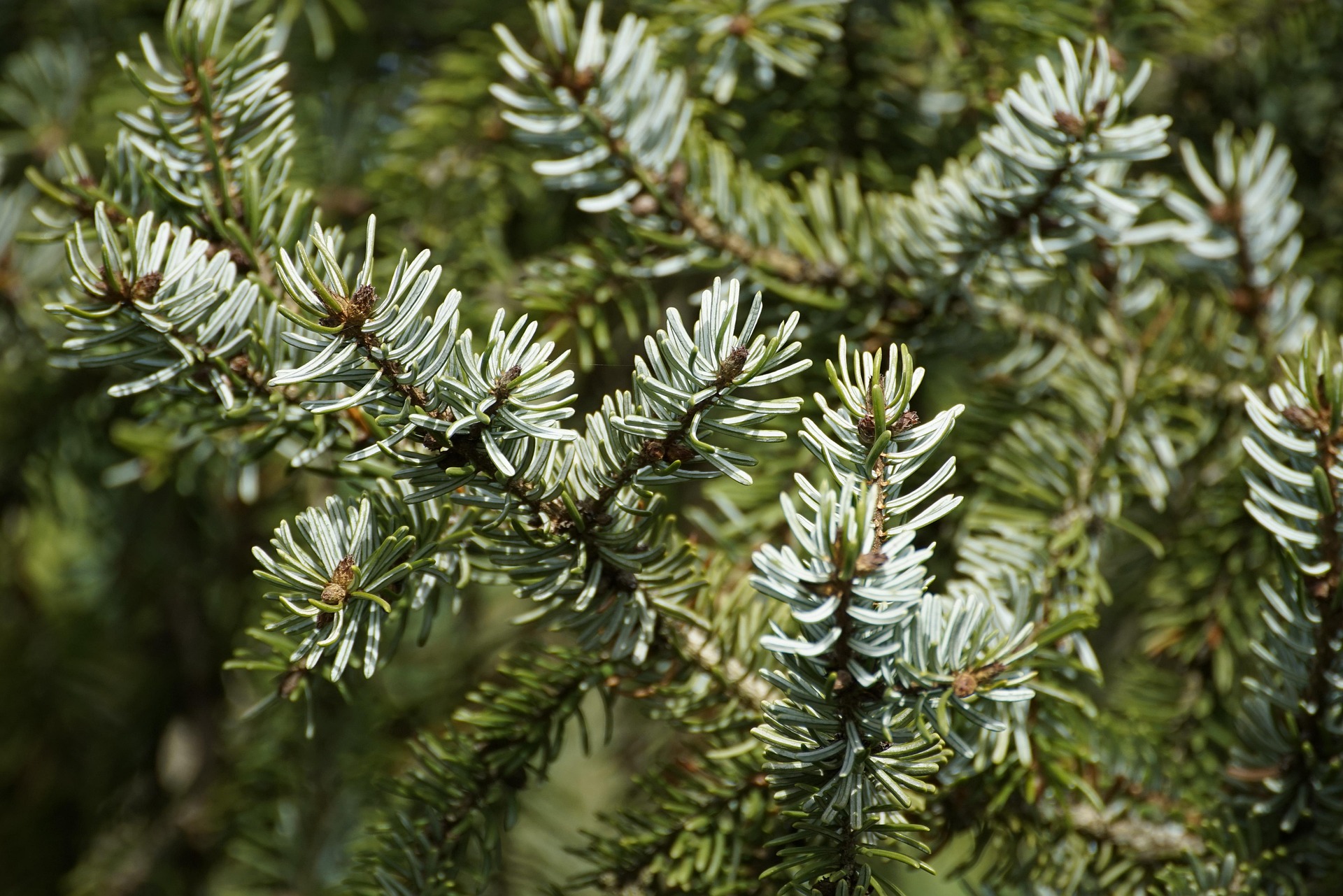 Vente des sapins de Noël