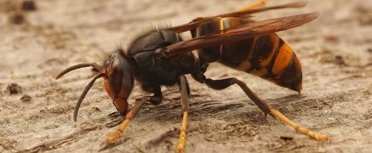le-frelon-asiatique-se-reveille-inspectez-vos-batiments
