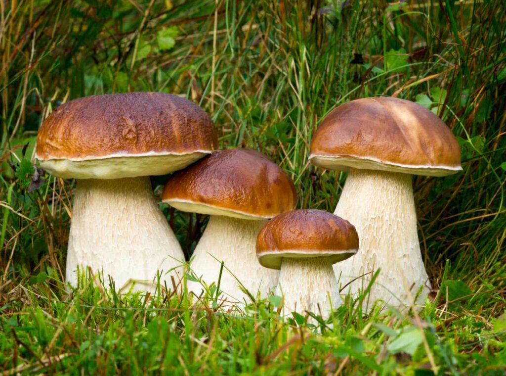informations-pour-la-cueillette-de-champignons