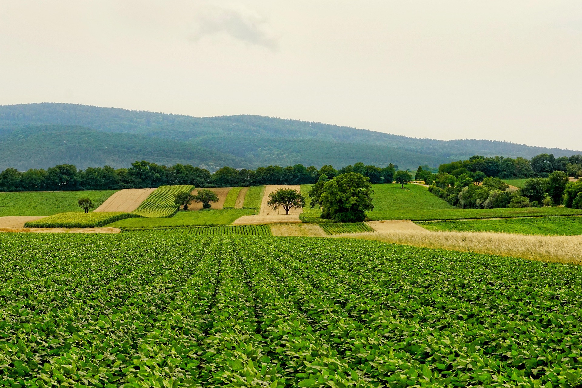 Appel à candidatures pour le prix de l'agriculture en transition écologique dans le Grand Genève
