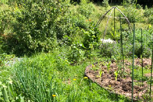 Les activités au jardin La Lépiote - programme 2026