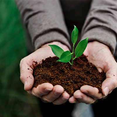 Soutien à la plantation d’arbustes indigènes
