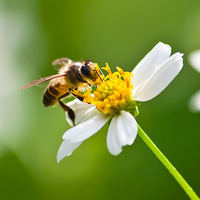 Renforcez la biodiversité, nous vous soutenons !