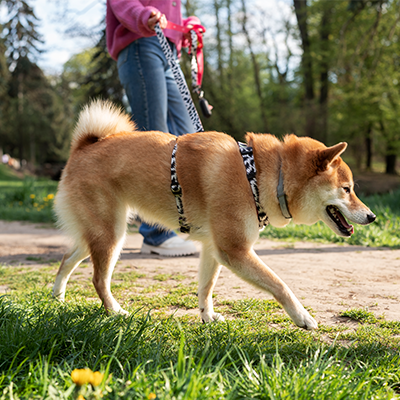 en-foret-et-ses-abords-je-tiens-mon-chien-en-laisse